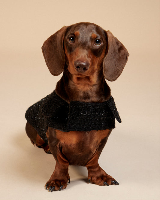 Veste en Tweed pour Teckel - Élégance & Confort - Coupe Spéciale Morphologie Allongée