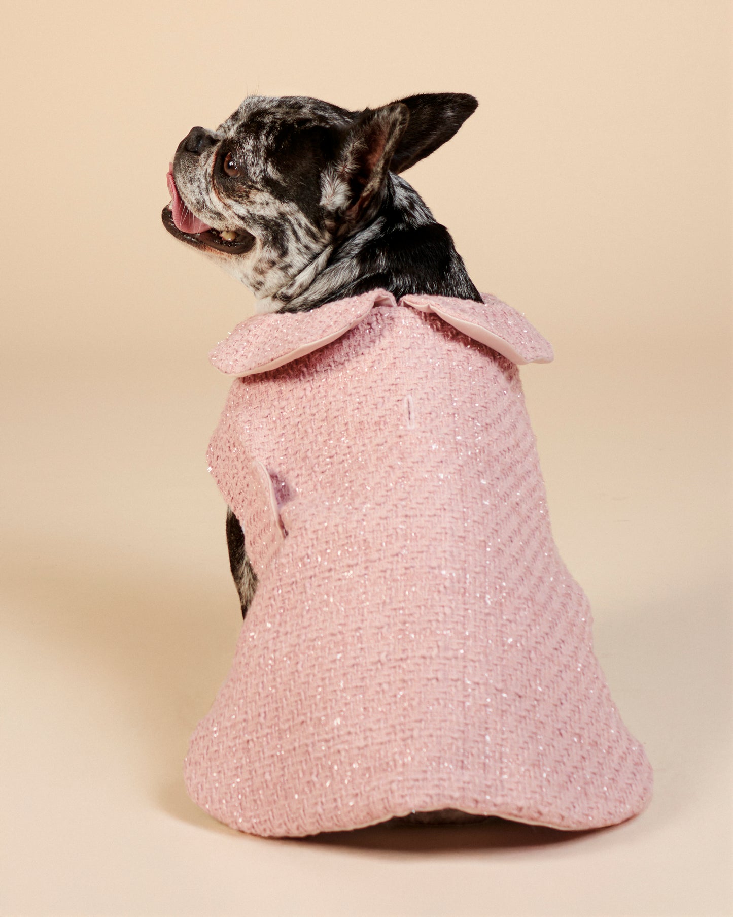Manteau en tweed Claudine pour bouledogue français & carlin – Fait main à Paris