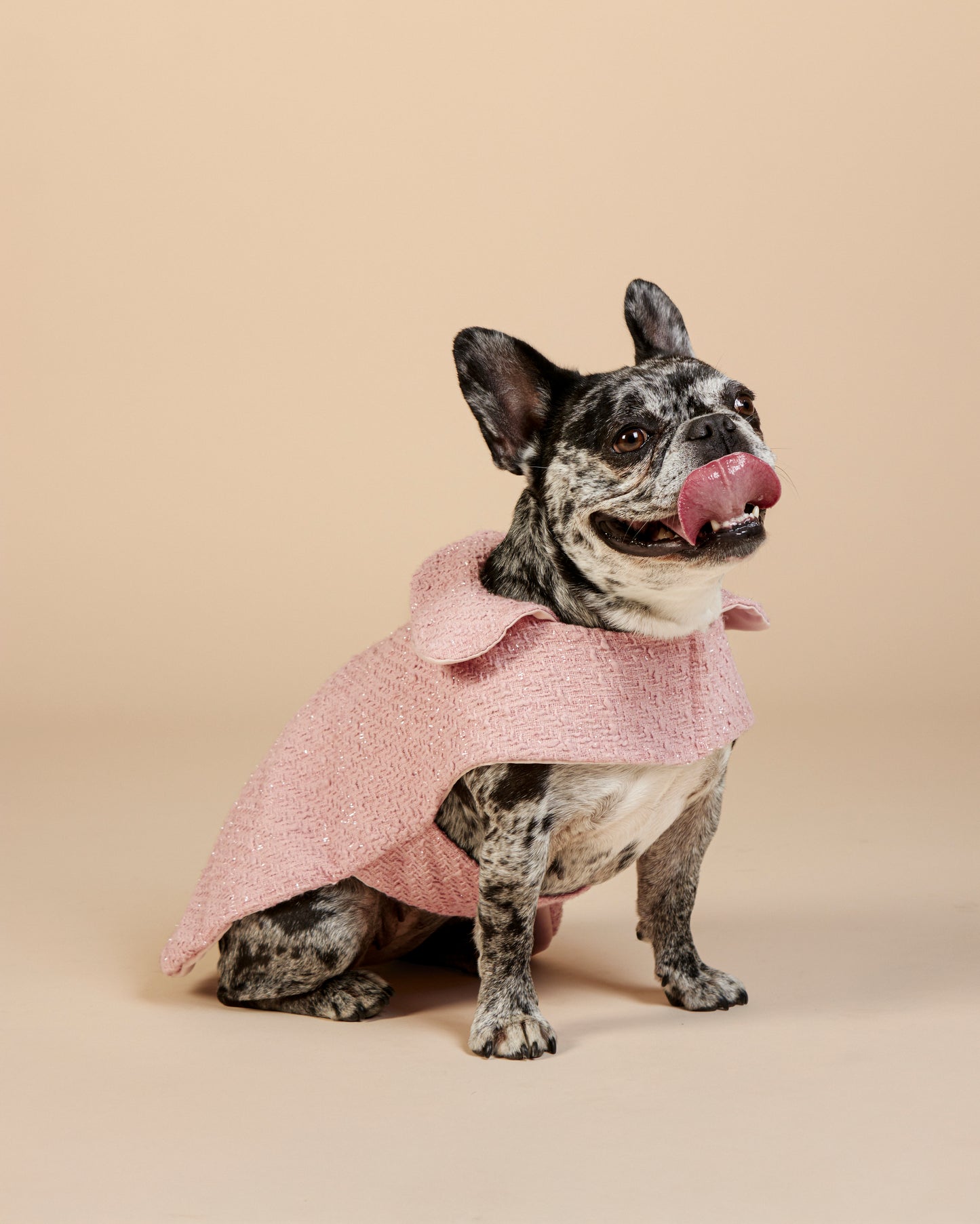 Manteau en tweed Claudine pour bouledogue français & carlin – Fait main à Paris