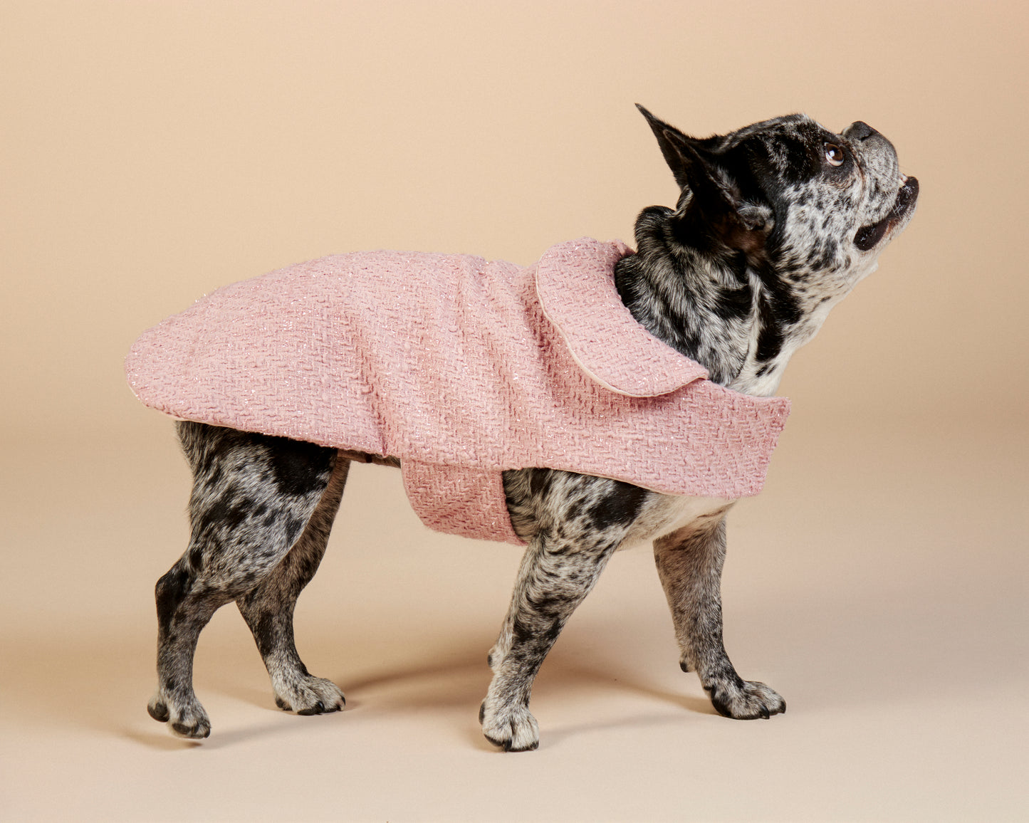 Manteau en tweed Claudine pour bouledogue français & carlin – Fait main à Paris