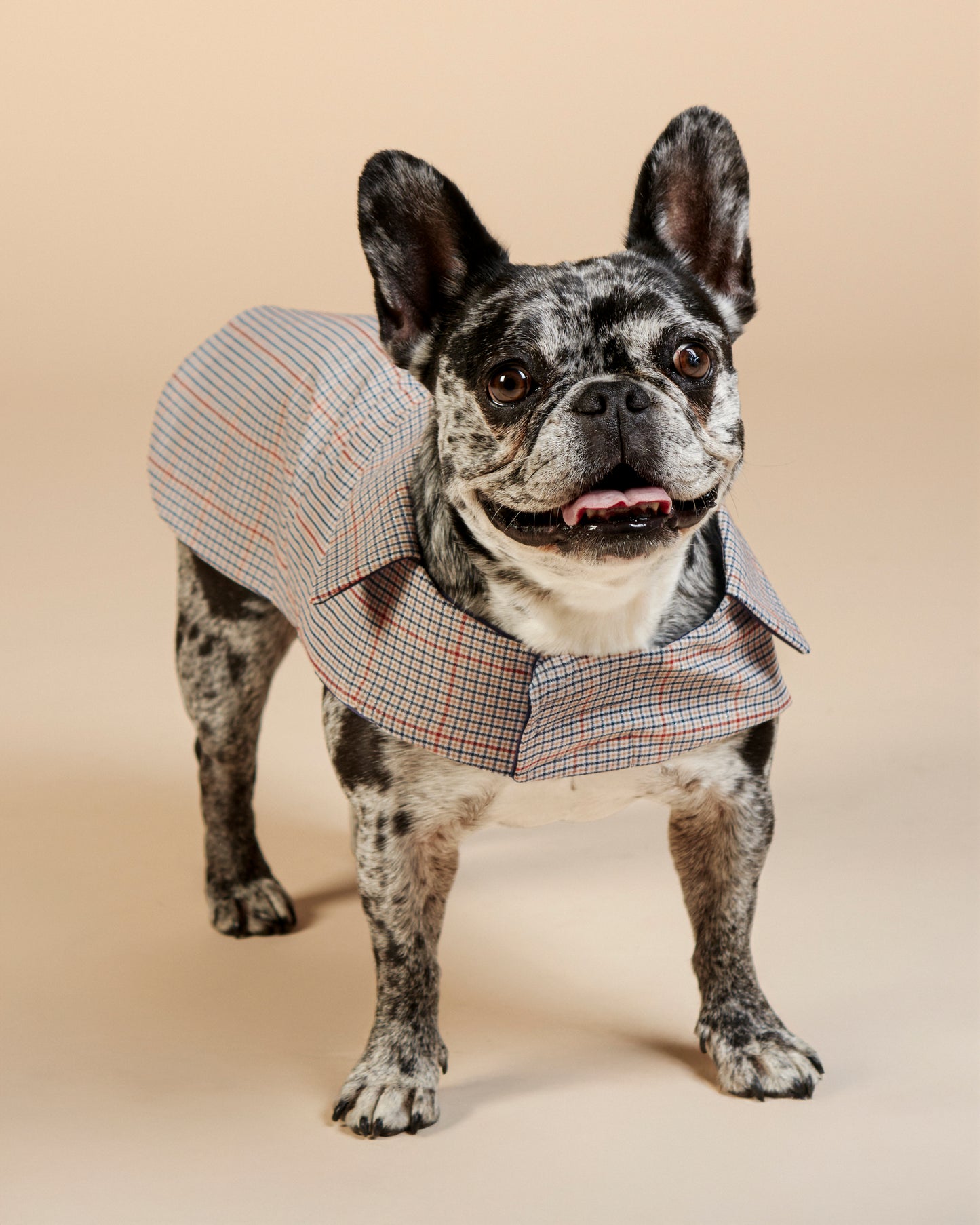 Manteau Charle pour bouledogue français & carlin – Fait main à Paris