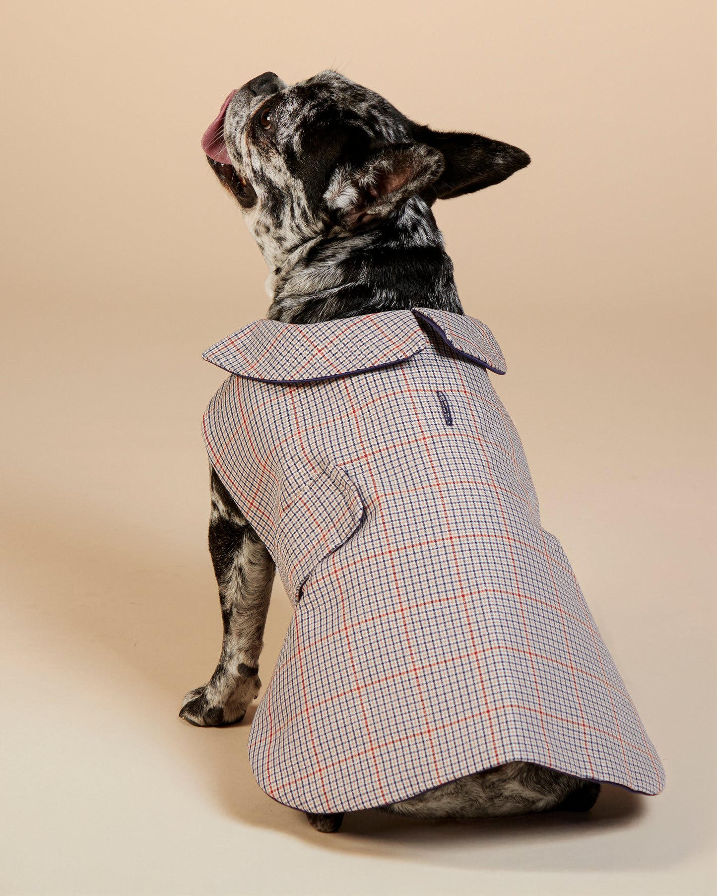 Manteau Charle pour bouledogue français & carlin – Fait main à Paris