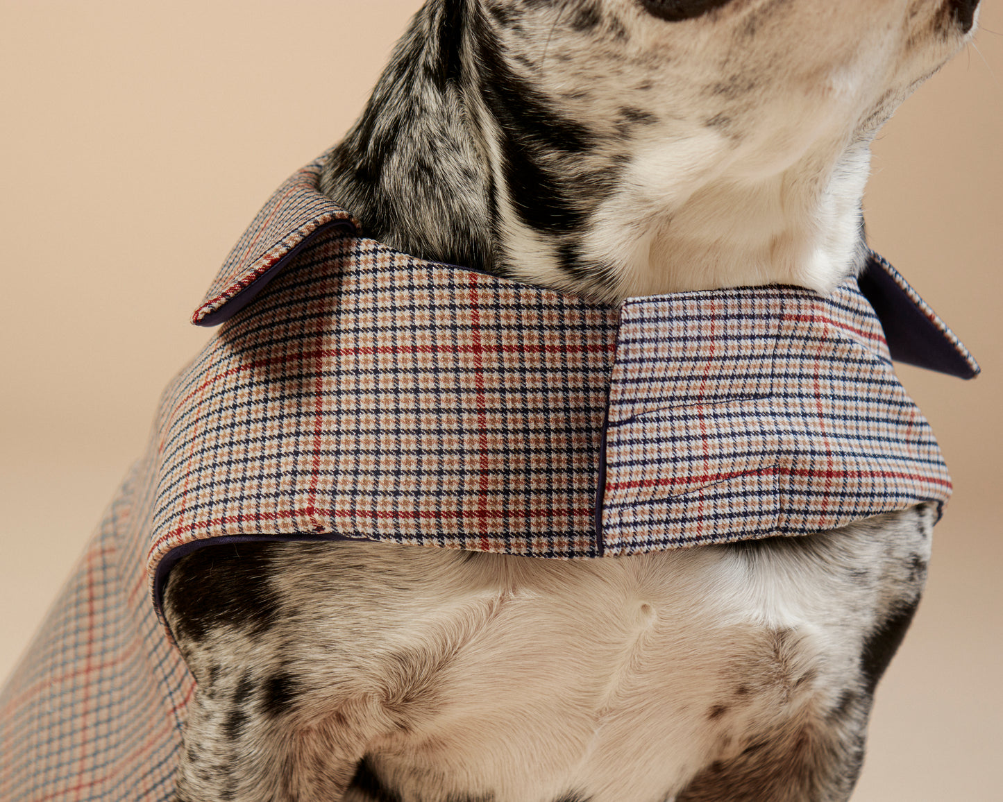 Manteau Charle pour bouledogue français & carlin – Fait main à Paris