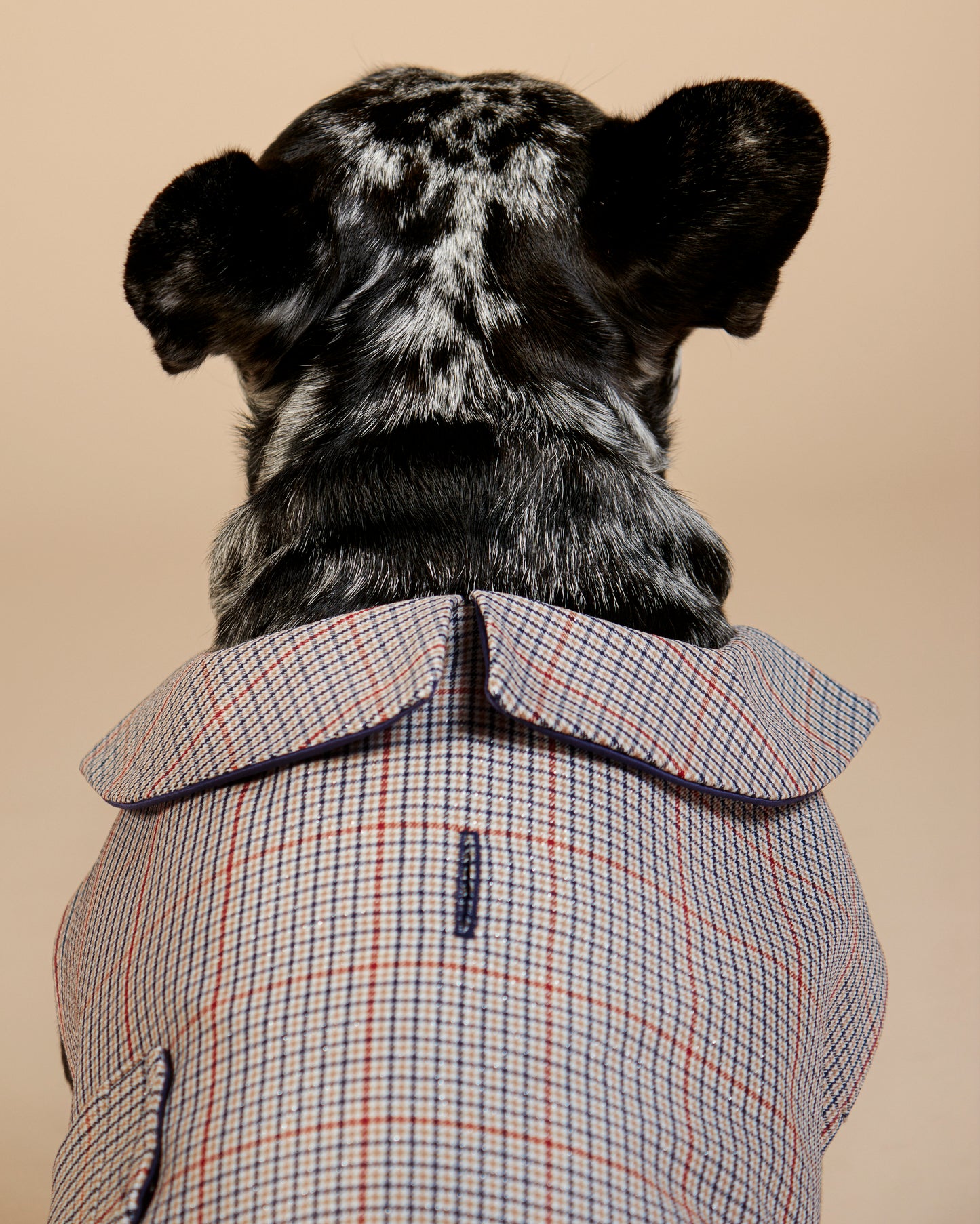 Manteau Charle pour bouledogue français & carlin – Fait main à Paris