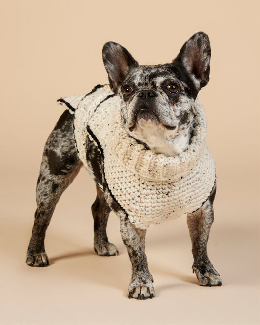 Poncho-pull  pour bouledogue français – Fait main à Paris