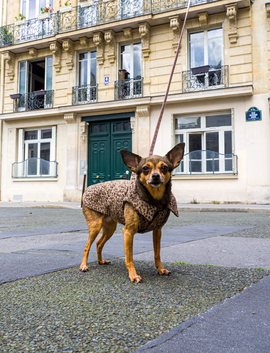 Veste en lain  pour petit chien LEOPARD