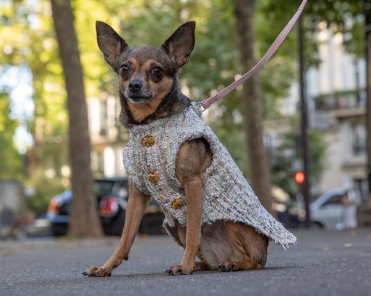 Veste en tweed pour petit chien CoCo