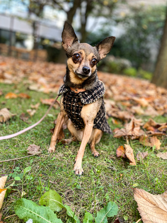 Veste en tweed pour petit chien MATILDA